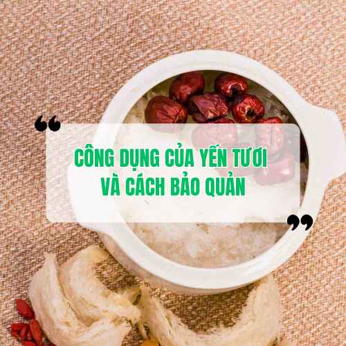Yến tươi có công dụng gì? Cách bảo quản yến tươi